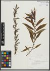 Foto von Salix rigida Muhl.